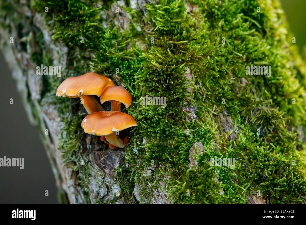 Un fungo su un albero Foto Stock