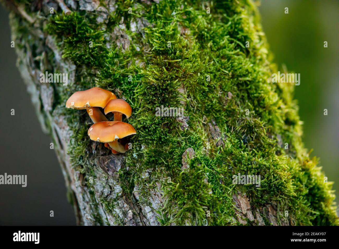 Un fungo su un albero Foto Stock