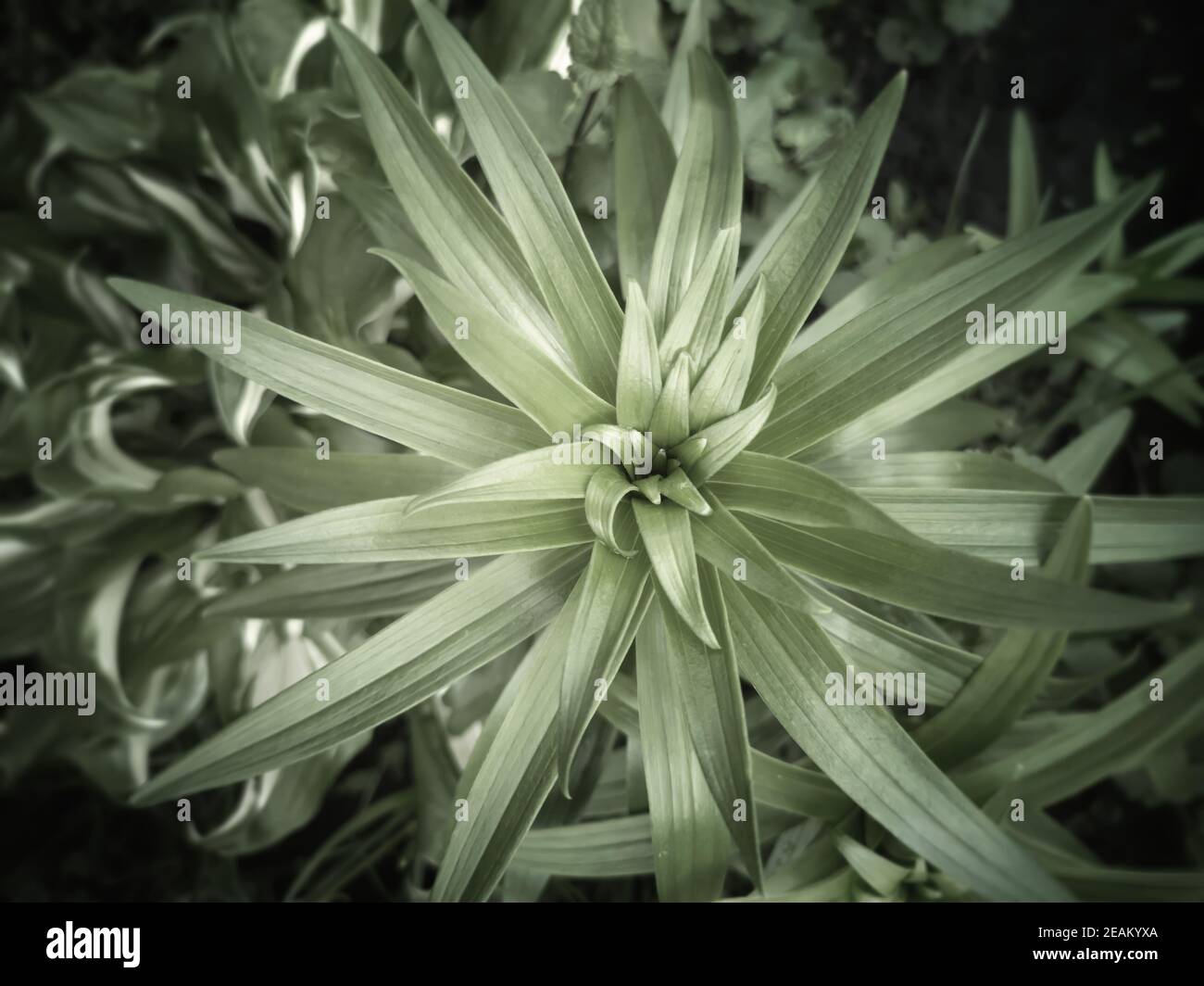 Pianta decorativa Lily per giardino e progettazione Parco Foto Stock