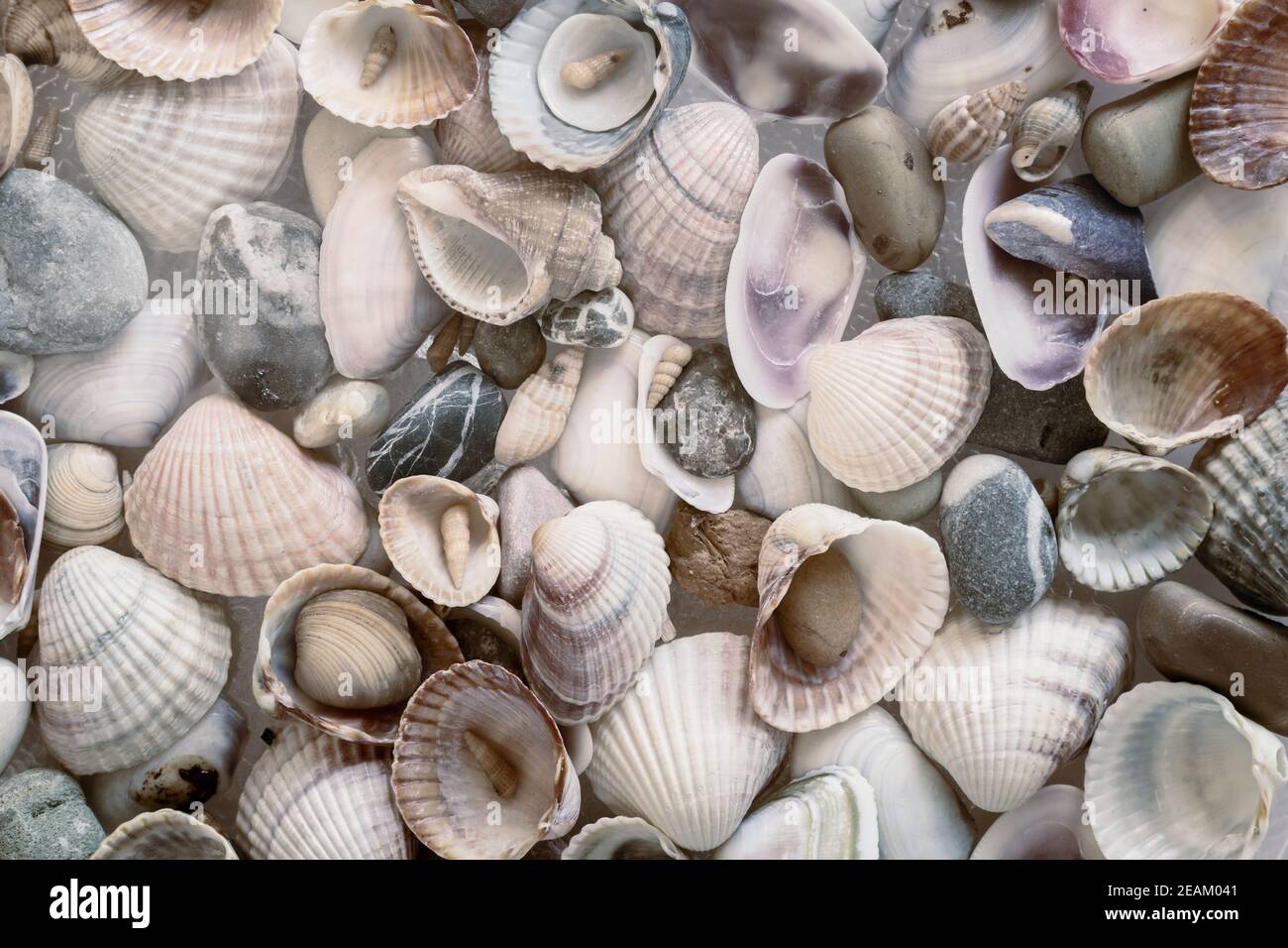 Piccole pietre di mare e conchiglie varie da vicino Foto Stock