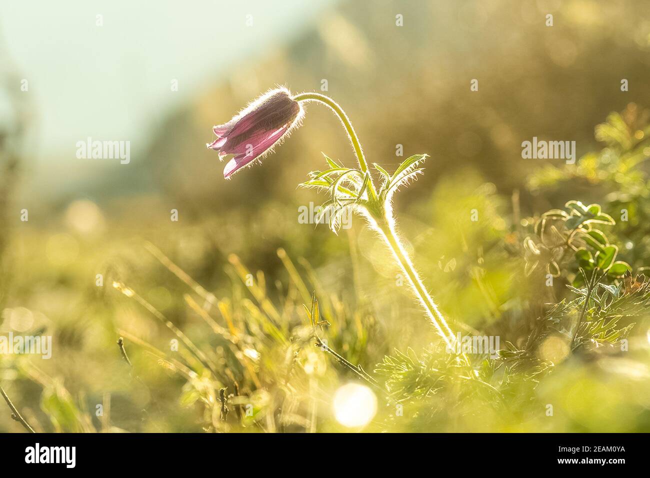 Piante in prato ad Altai. Erbe e fiori di Altai. Foto Stock