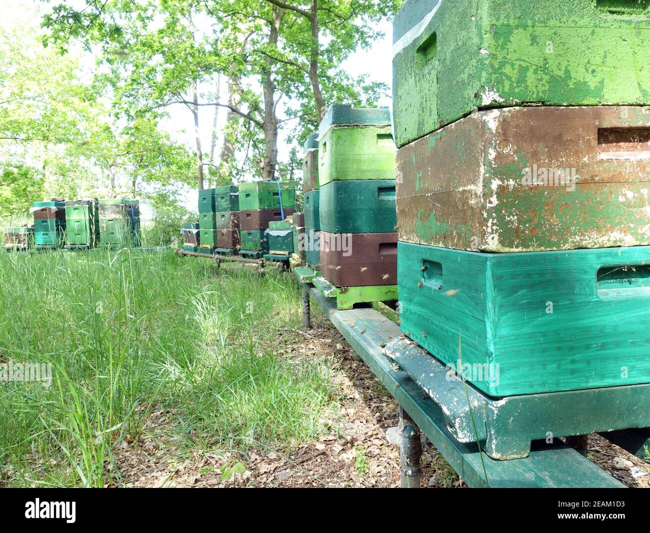 Ape di miele occidentale (Apis mellifera) - alveari numerosi in una compensazione Foto Stock