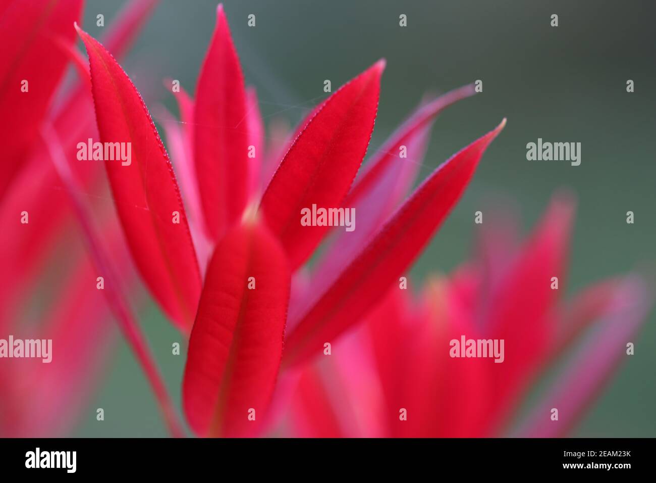 Pieris formosa varietà Forrestii wakehurst nuovi germogli rossi Foto Stock