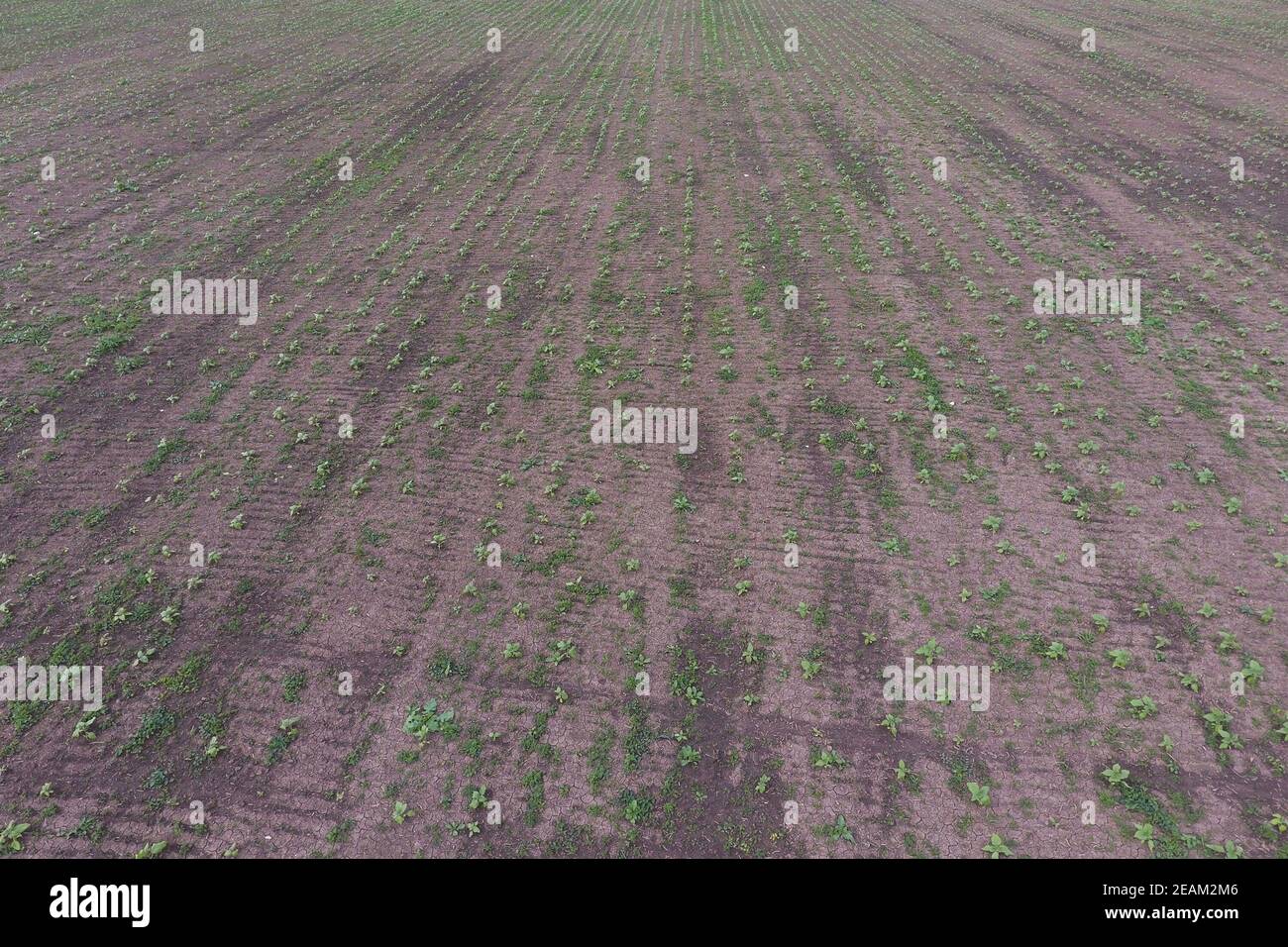 Vista dall'alto di un campo di germogli di semi di girasole Foto Stock