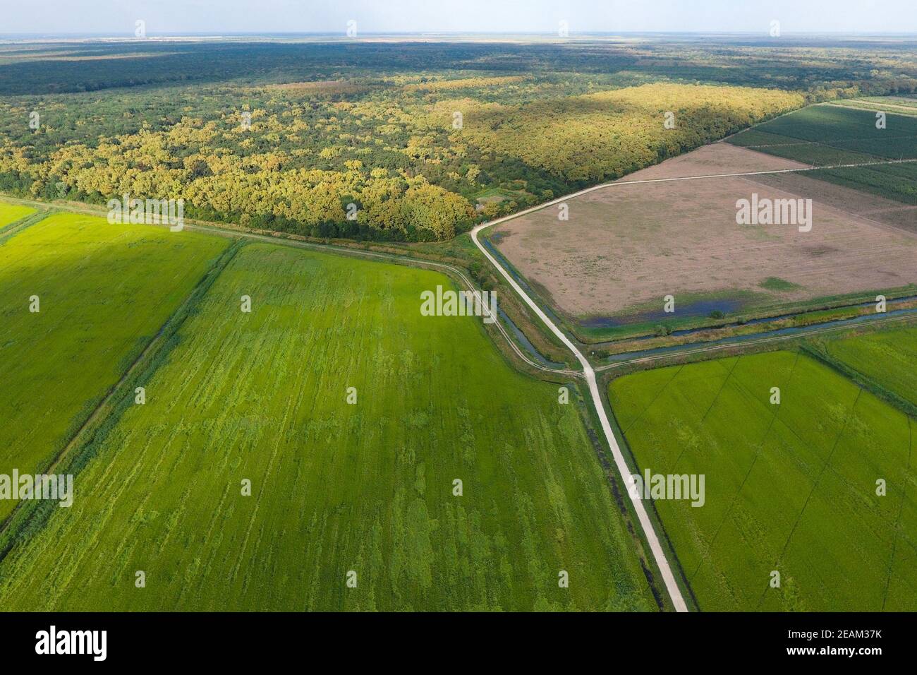 La foresta Foresta Rossa vicino ai campi di riso. Paesaggio con vista dall'alto Foto Stock