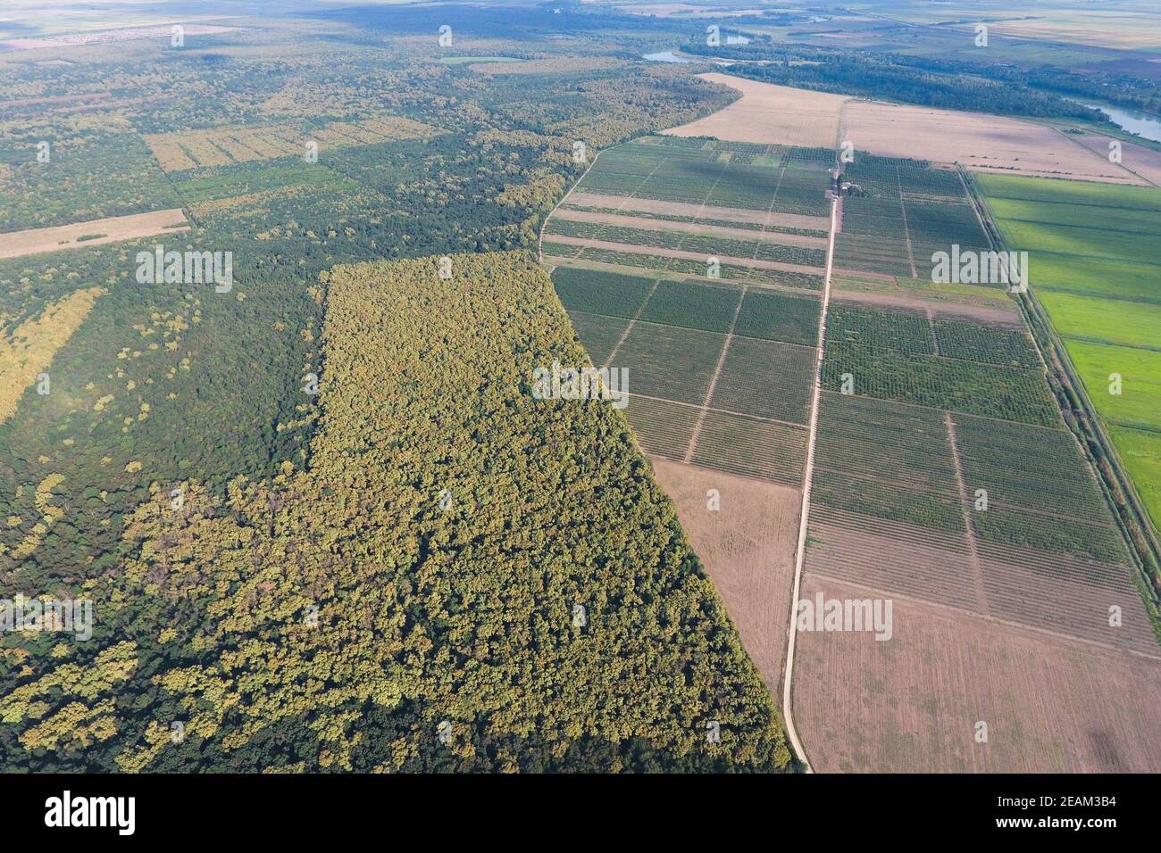 La foresta Foresta Rossa vicino ai campi di riso. Paesaggio con vista dall'alto Foto Stock