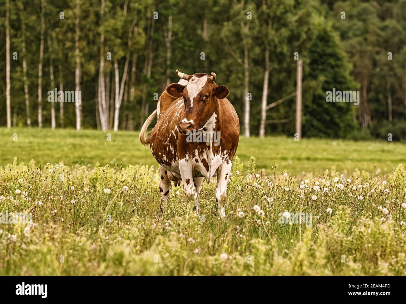 Mucca in pascolo Foto Stock