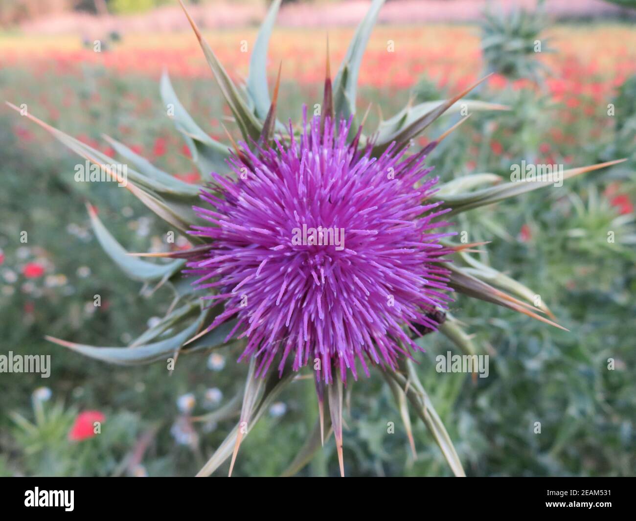 colore del fiore odore naturale piuttosto petali primaverili della pianta Foto Stock