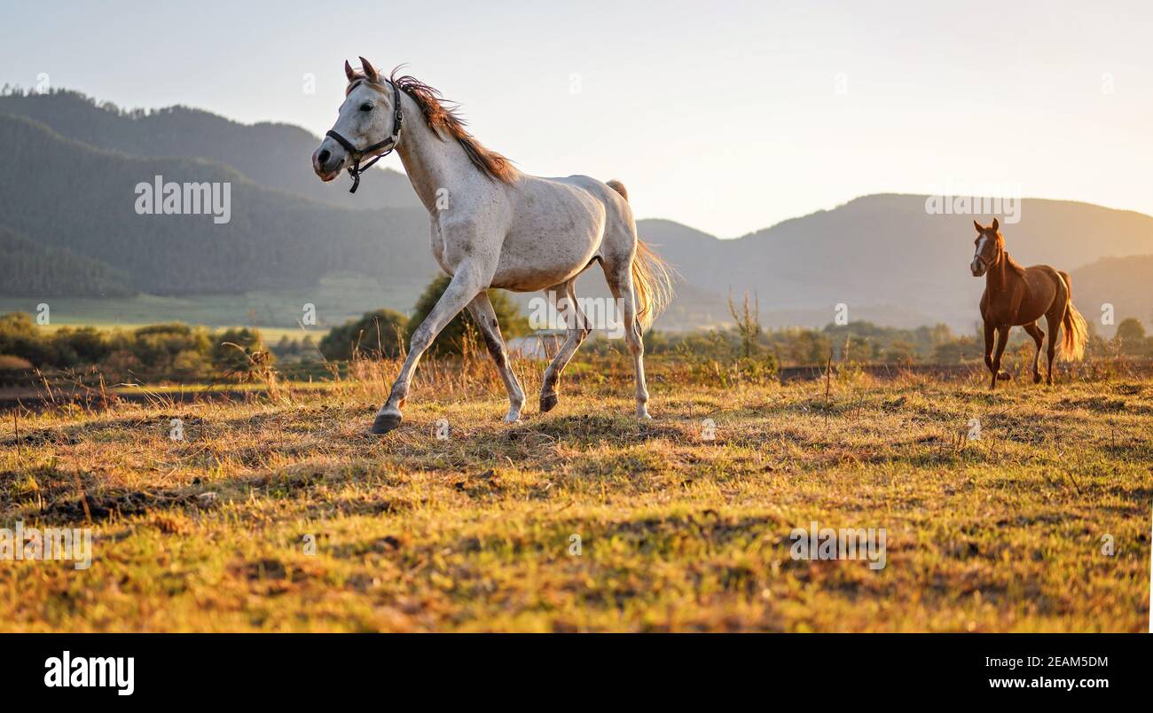 Cavallo arabo bianco camminare su campo erba un altro marrone dietro, il sole del pomeriggio splende sullo sfondo Foto Stock