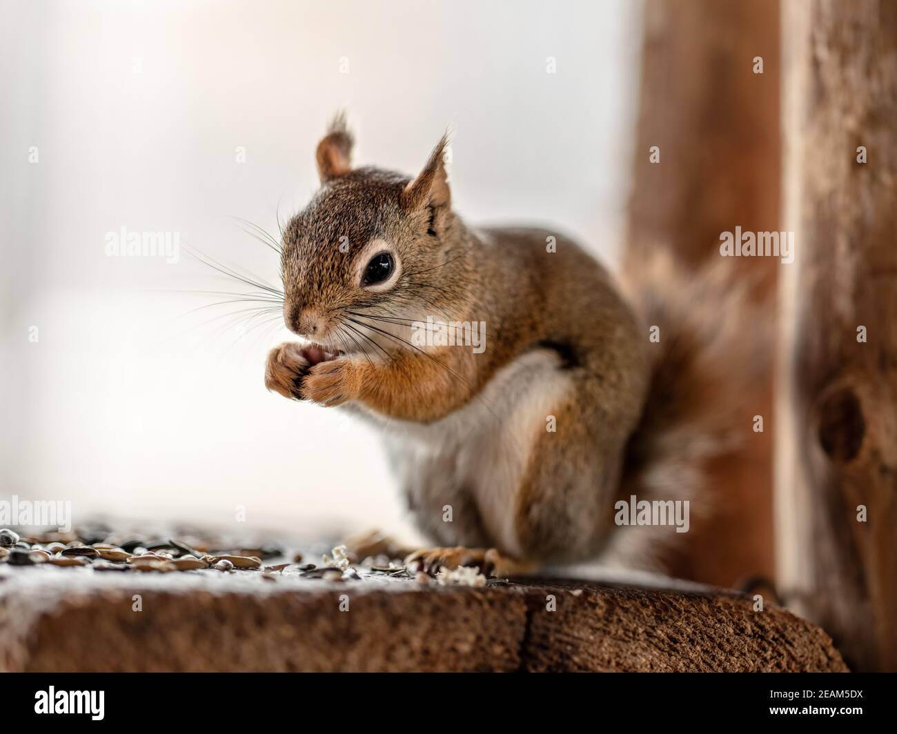 Scoiattolo rosso americano Tamiasciurus hudsonicus mangiare semi, dettaglio closeup Foto Stock