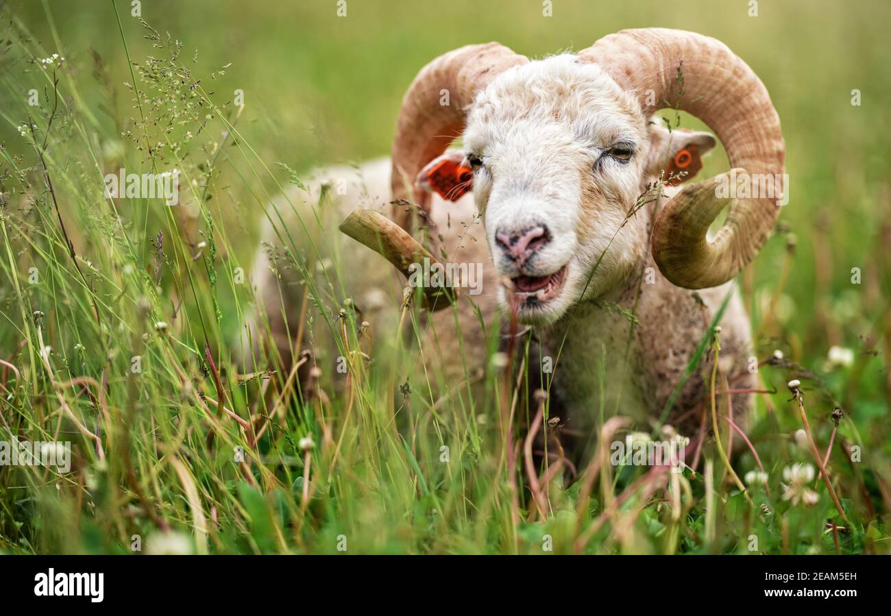 Pecora con corna contorte, montone tradizionale razza slovacca - Valaska originale riposante in erba prato primaverile Foto Stock