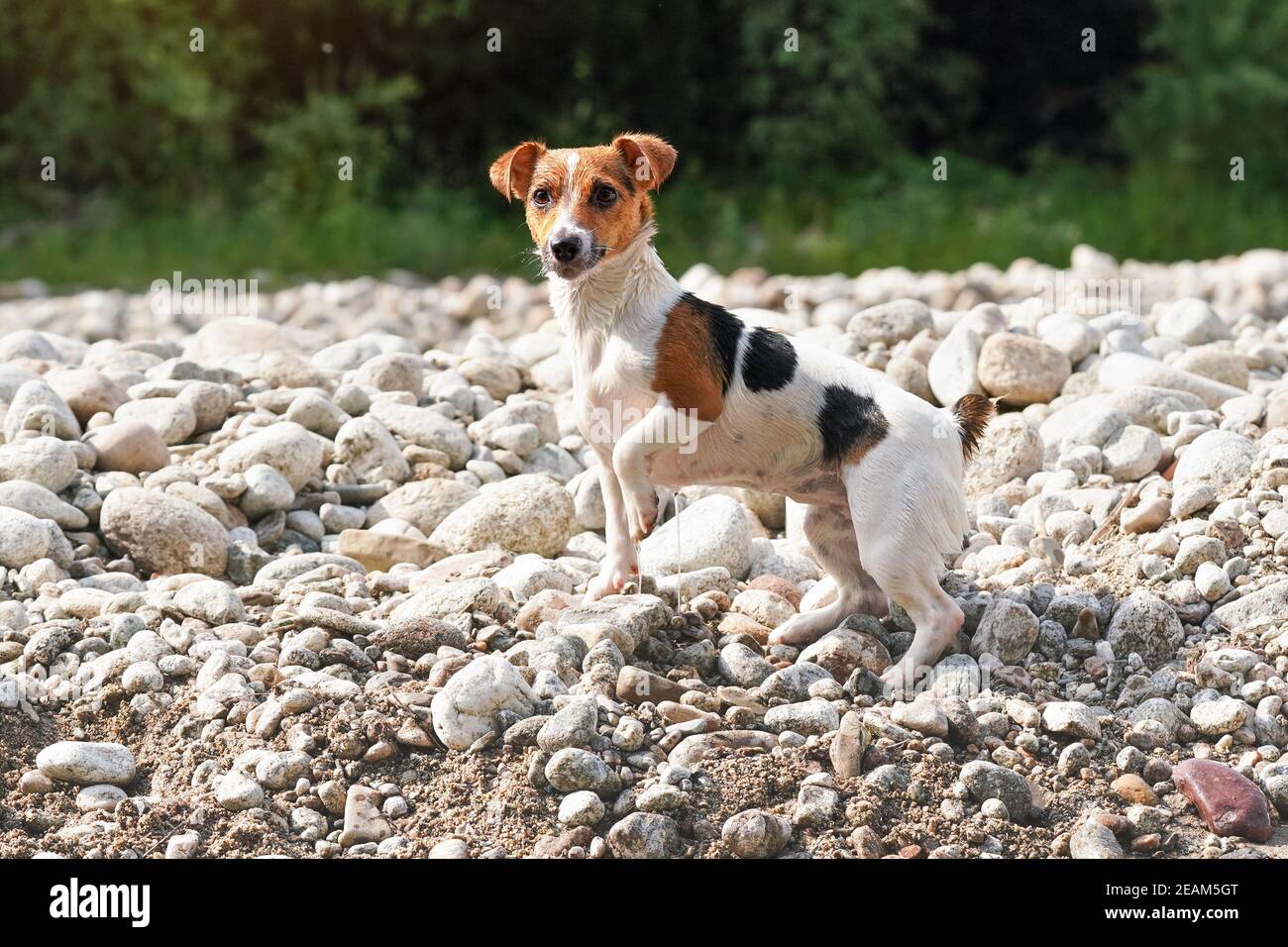 Piccolo Jack Russell terrier camminando vicino al fiume, la sua pelliccia bagnata dal nuoto, una gamba in su, guardando curioso Foto Stock