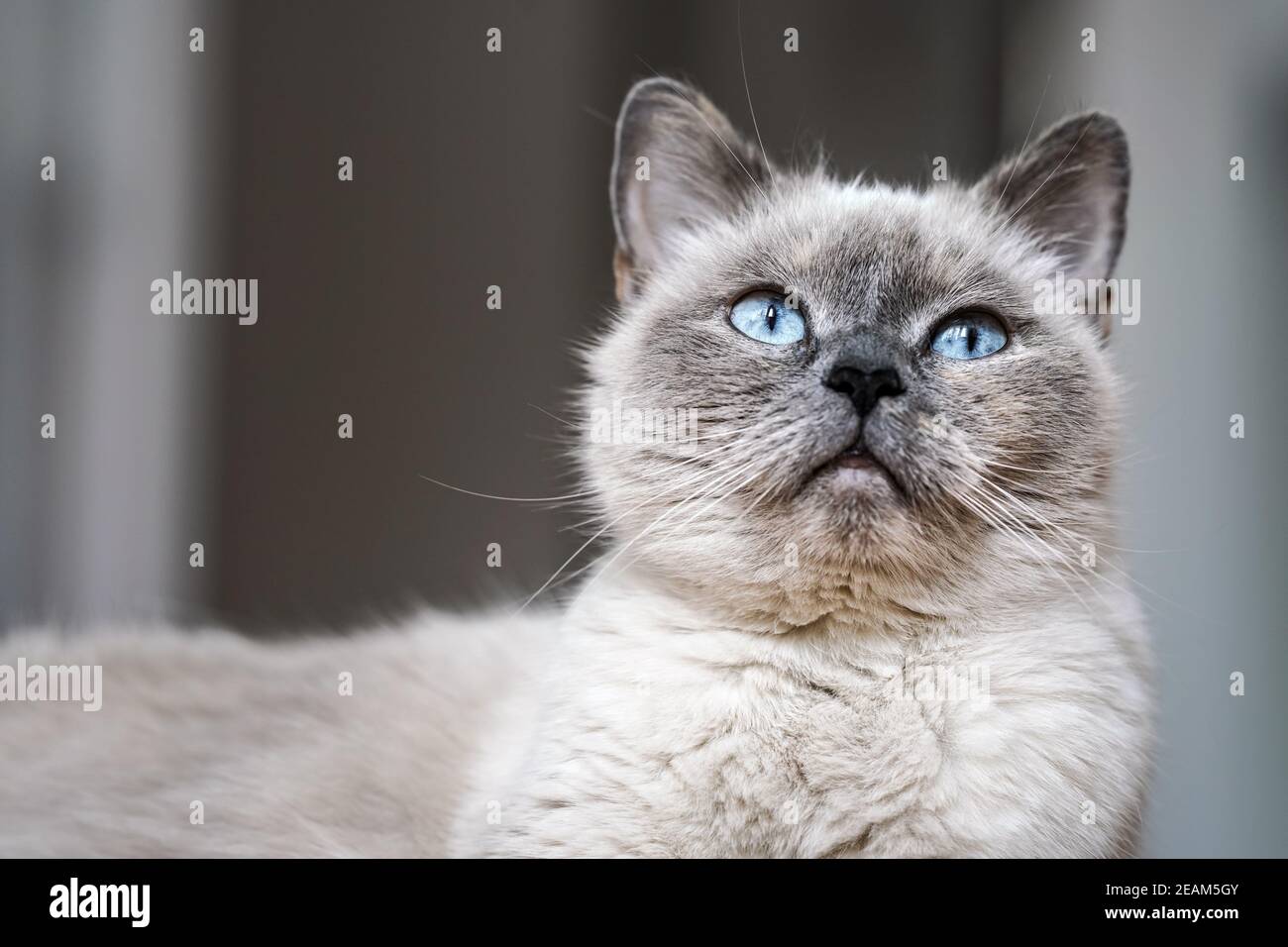 Gatto grigio più vecchio con occhi blu piercing, dettaglio closeup Foto Stock Gatto grigio più vecchio con occhi blu piercing, dettaglio closeup Foto Stock