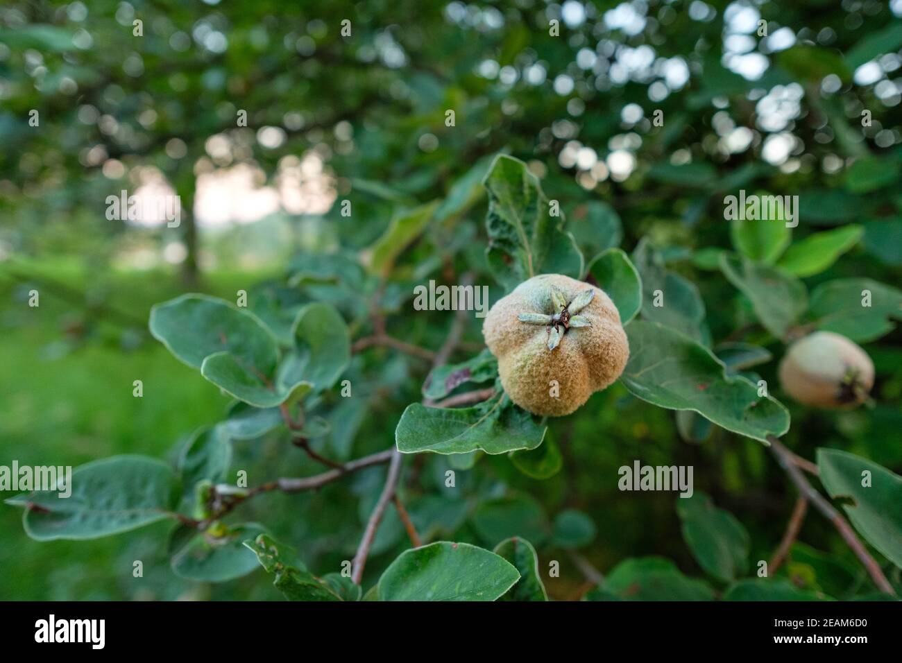 Frutta di mele cotogne ad un albero in un frutteto Foto Stock