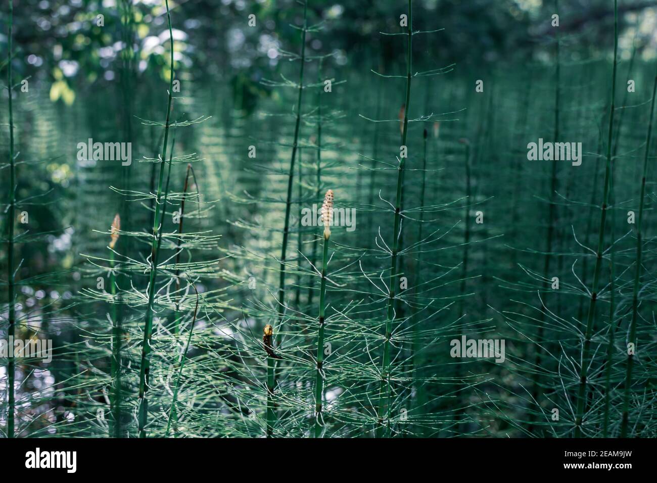horsetail cresce in una palude, antica pianta primitiva Foto Stock