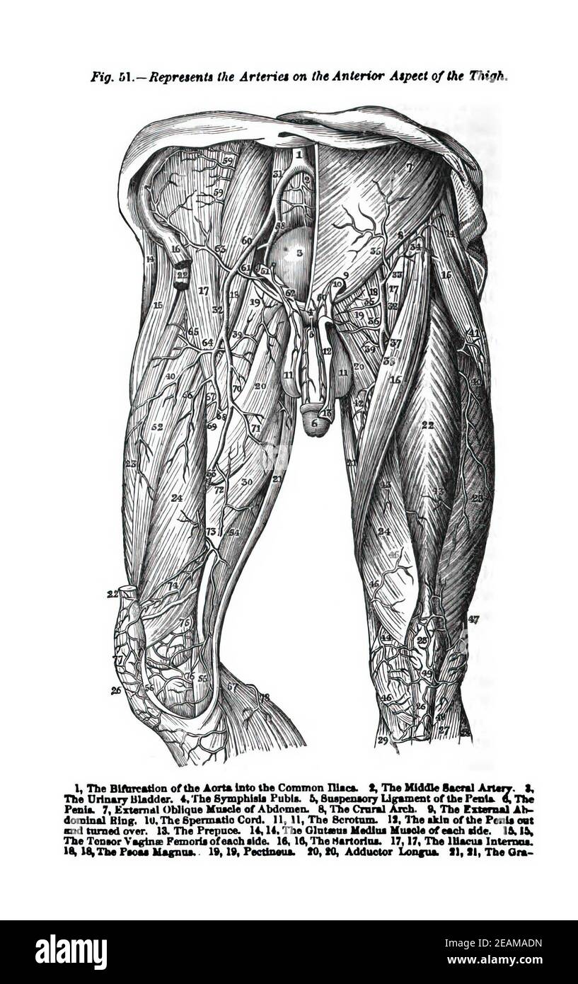 Illustrazione dell'area genitale maschile e del sistema muscolare delle gambe in un vecchio testo anatomico Foto Stock