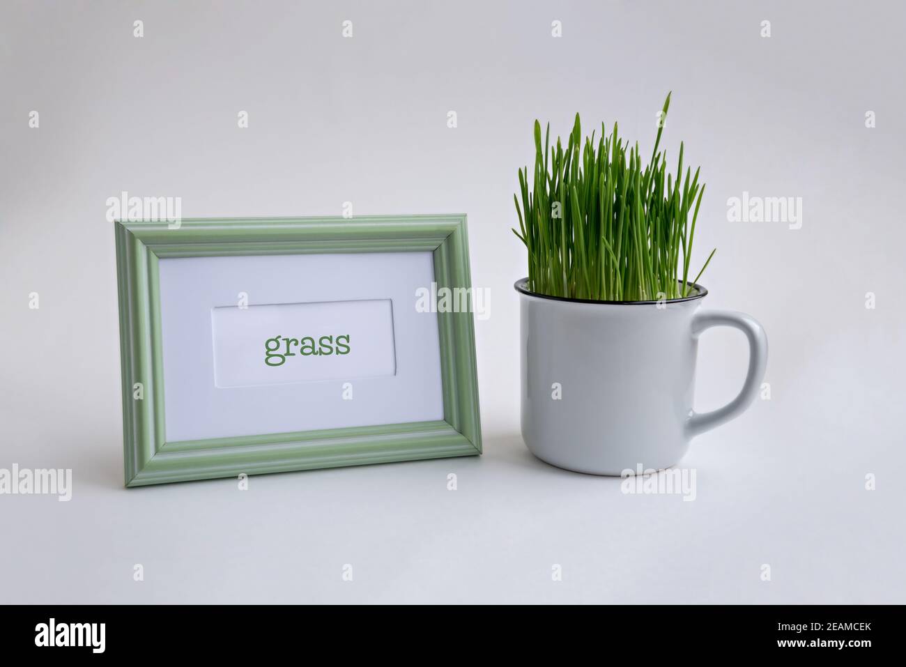 Erba verde in una tazza bianca e una cornice verde con testo su sfondo bianco. Foto Stock