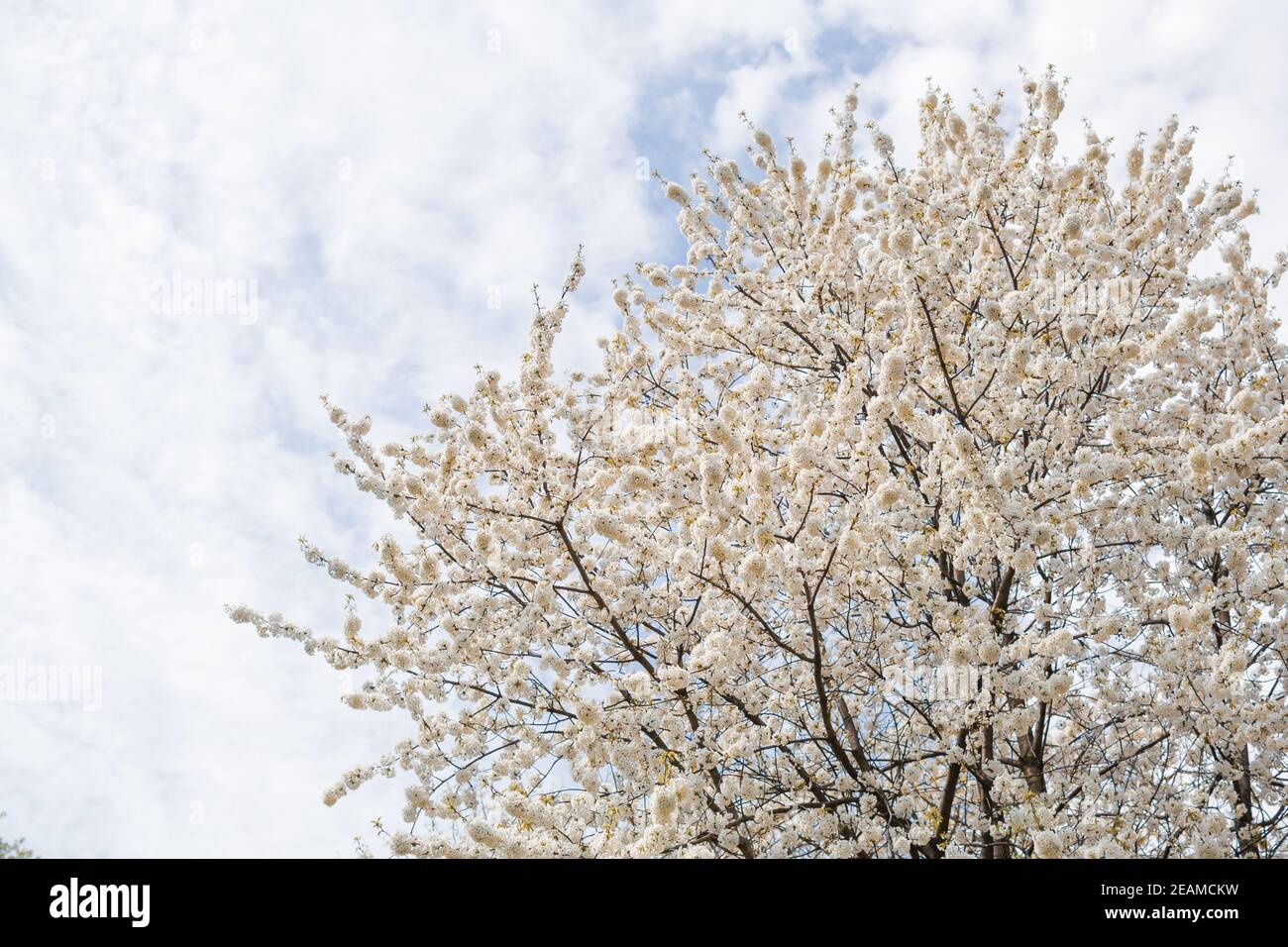 Albero da frutto fiorito in primavera, bellissimo fiore di primavera Foto Stock