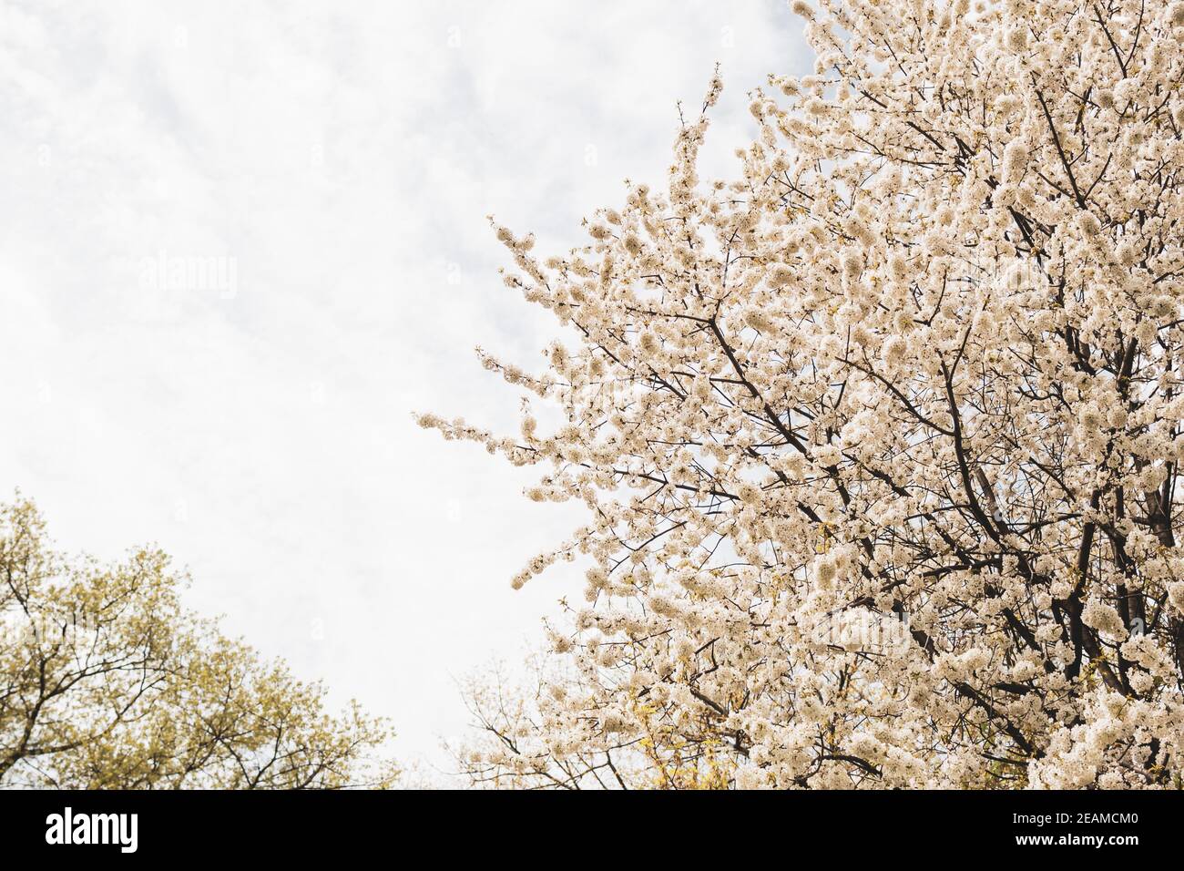 Albero da frutto fiorito in primavera, bellissimo fiore di primavera Foto Stock