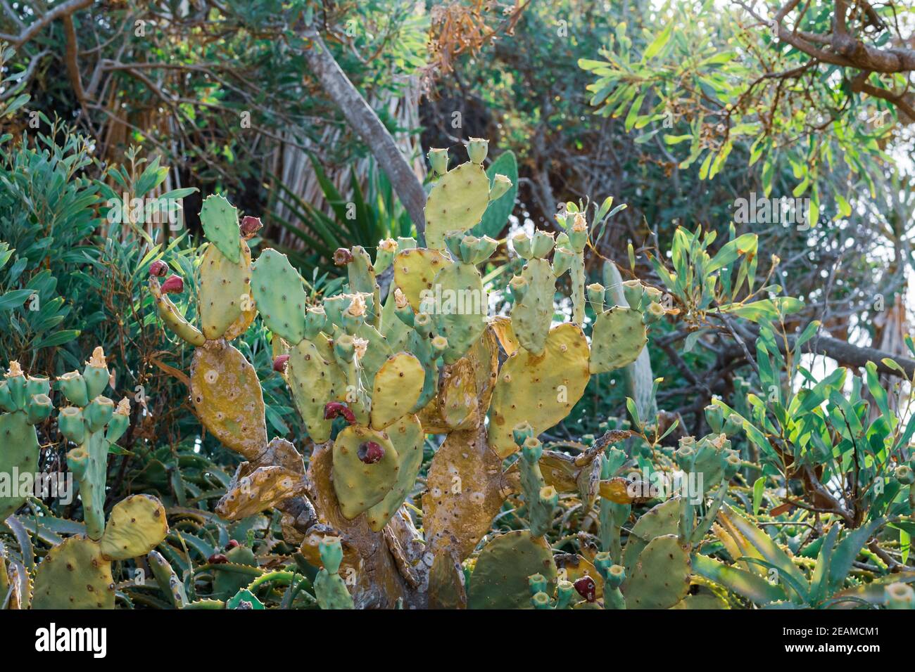 Bel Cactus Prickly Pear con frutta di borgogna nella costa di Ayia Napa a a Cipro. Opuntia, ficus-indica, opuntia di fichi indiani, fico barbaro, pera di cactus in fiore Foto Stock