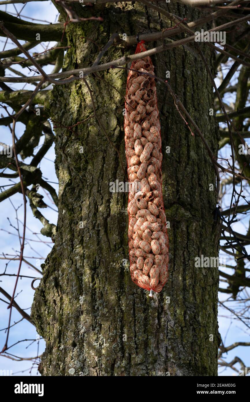 Le arachidi come cibo per gli uccelli sono appesa in un albero in inverno. Concentratevi sulle arachidi Foto Stock