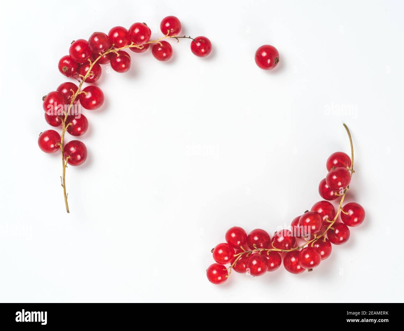 rosso ribes isolato, spazio di copia Foto Stock