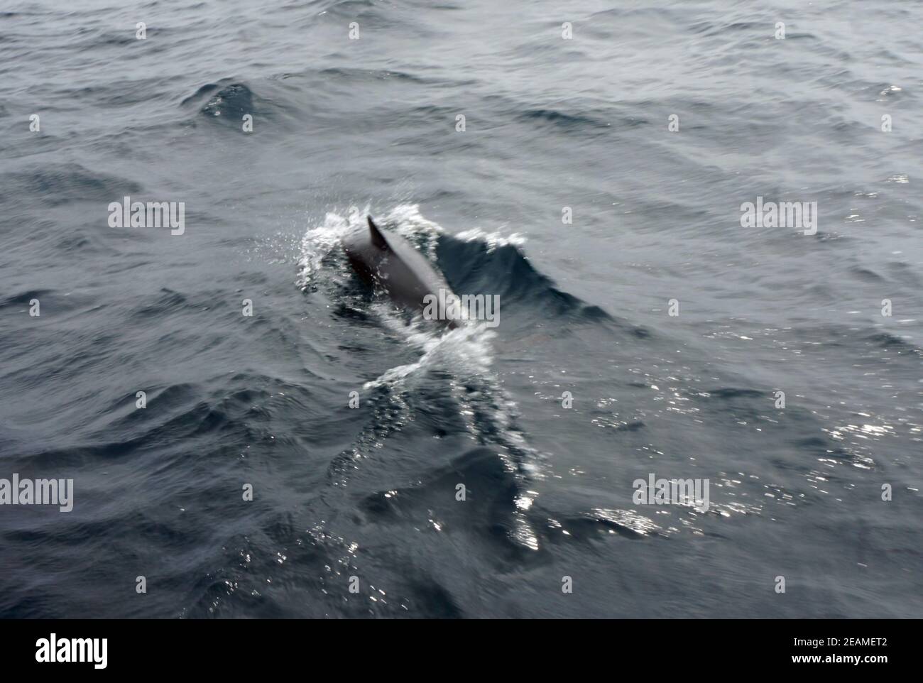 I delfini nel tour delle balene nel sud dell'Irlanda Foto Stock