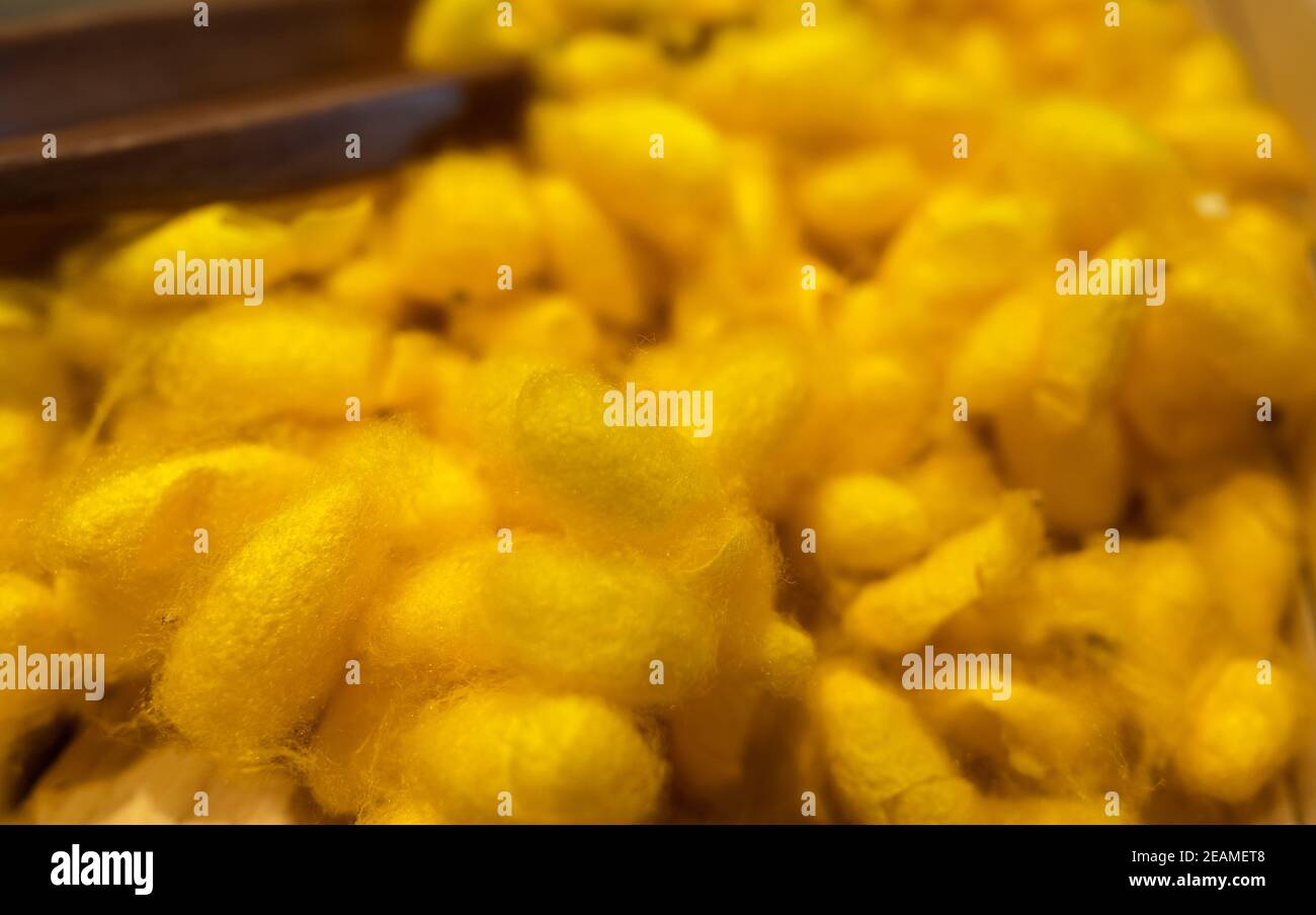 Bozzoli di verme di seta thailandesi gialli. Fonte proteica di sericina e fibrina. Bozzoli dorati di baco da seta. Proteine di seta per la cura della pelle e biomateriali per l'industria della medicina. Fonte di filo di seta e tessuto di seta. Foto Stock
