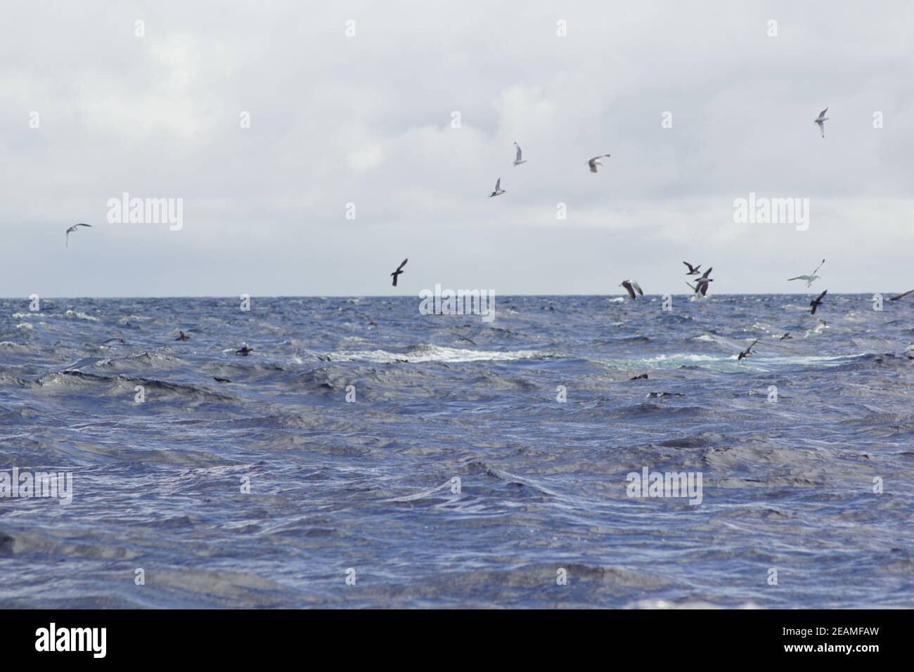 Tour delle balene nel sud dell'Irlanda al Celtic Mare Oceano Atlantico Foto Stock