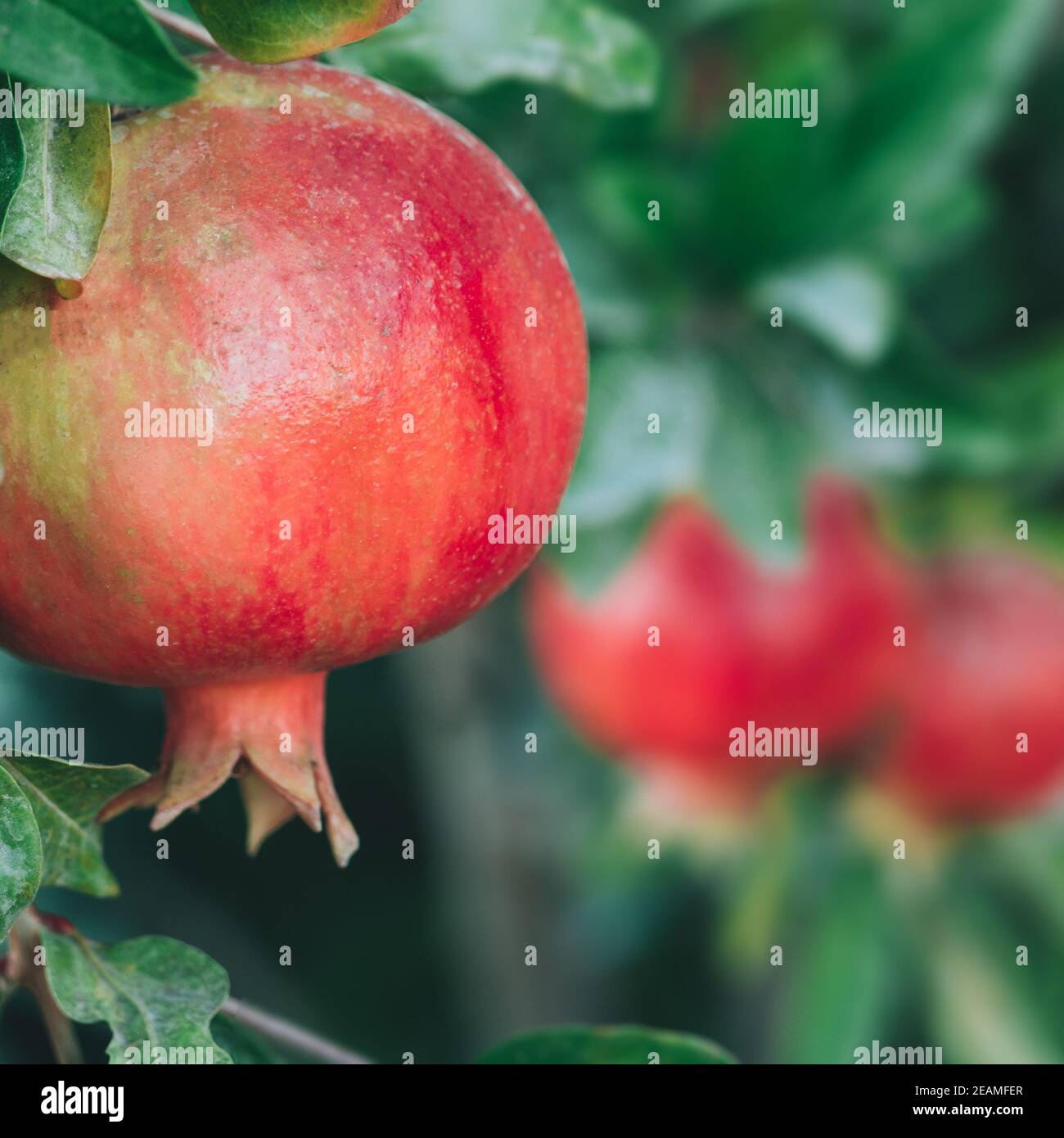 Melograno organico frutta su ramo Foto Stock