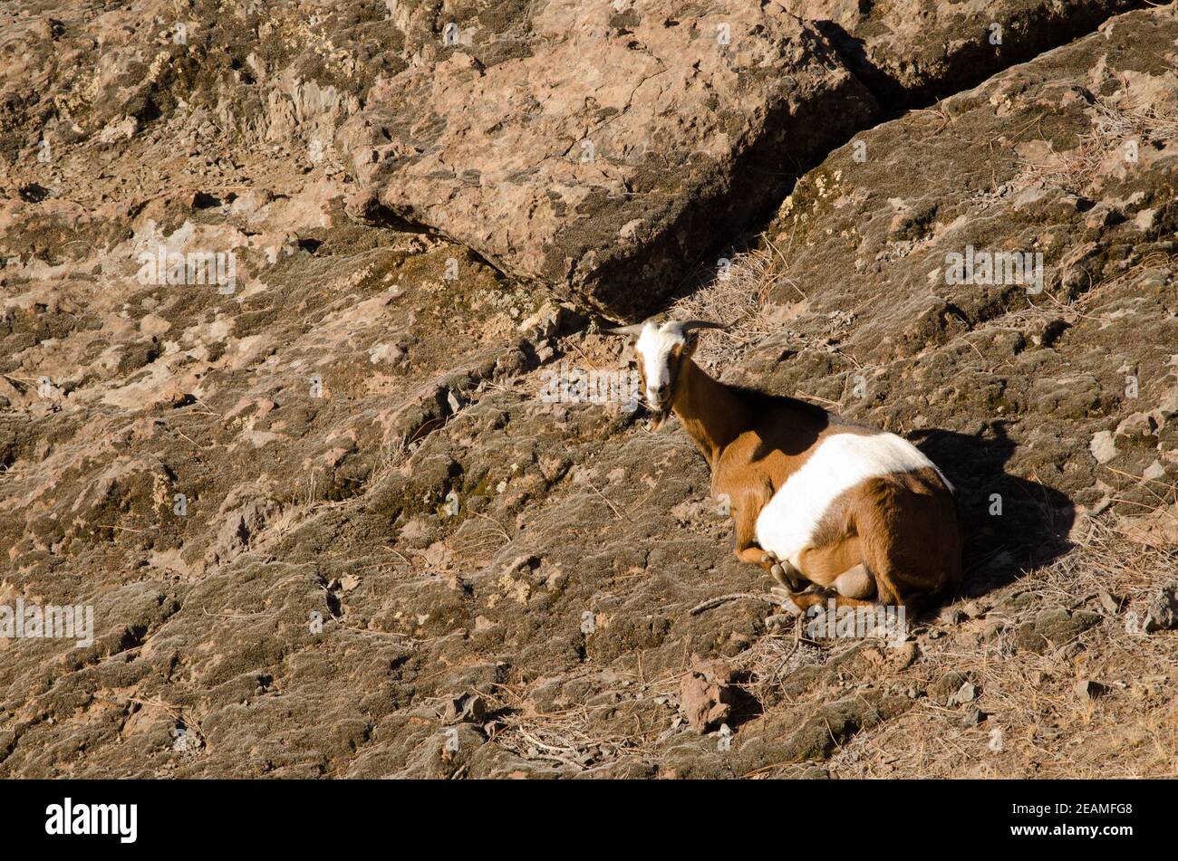 Capra femminile che riposa nella riserva naturale integrale di Inagua. Foto Stock