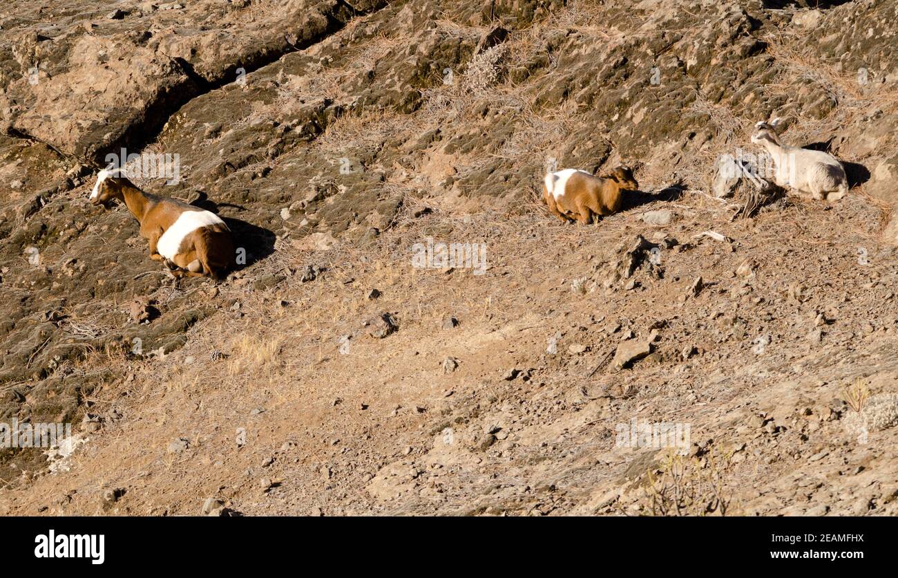 Capra femmina Capra aegagrus hircus e due bambini che riposano. Foto Stock