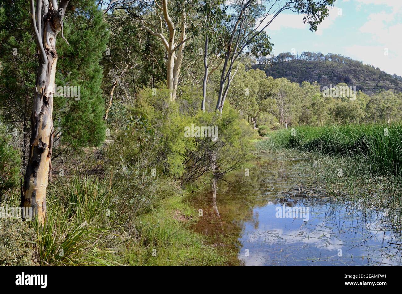 Una vista della palude di Dunns nel Parco Nazionale di Wollemi, Australia Foto Stock