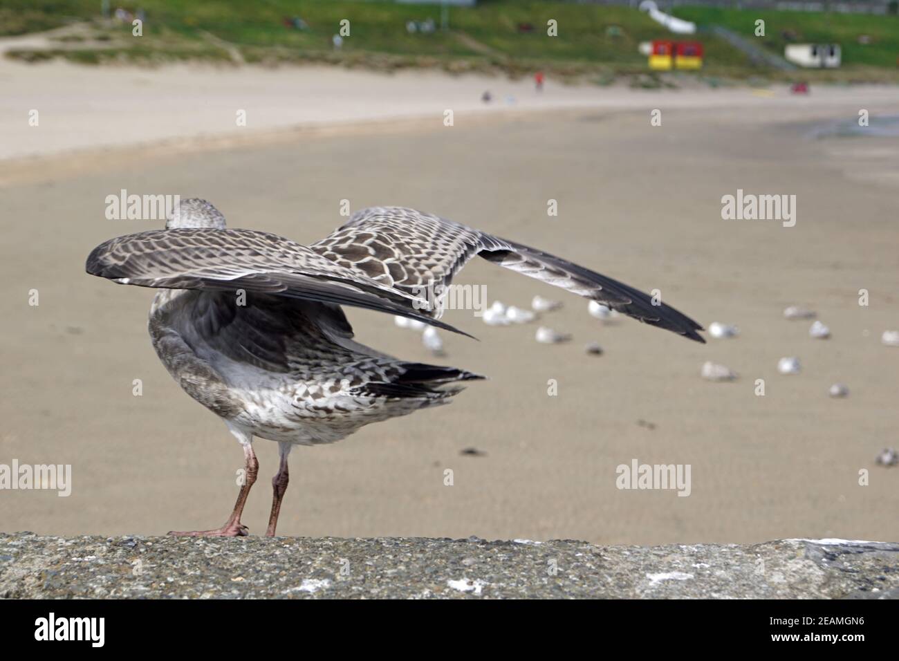 Uccelli marini al porto di Balbriggan Foto Stock