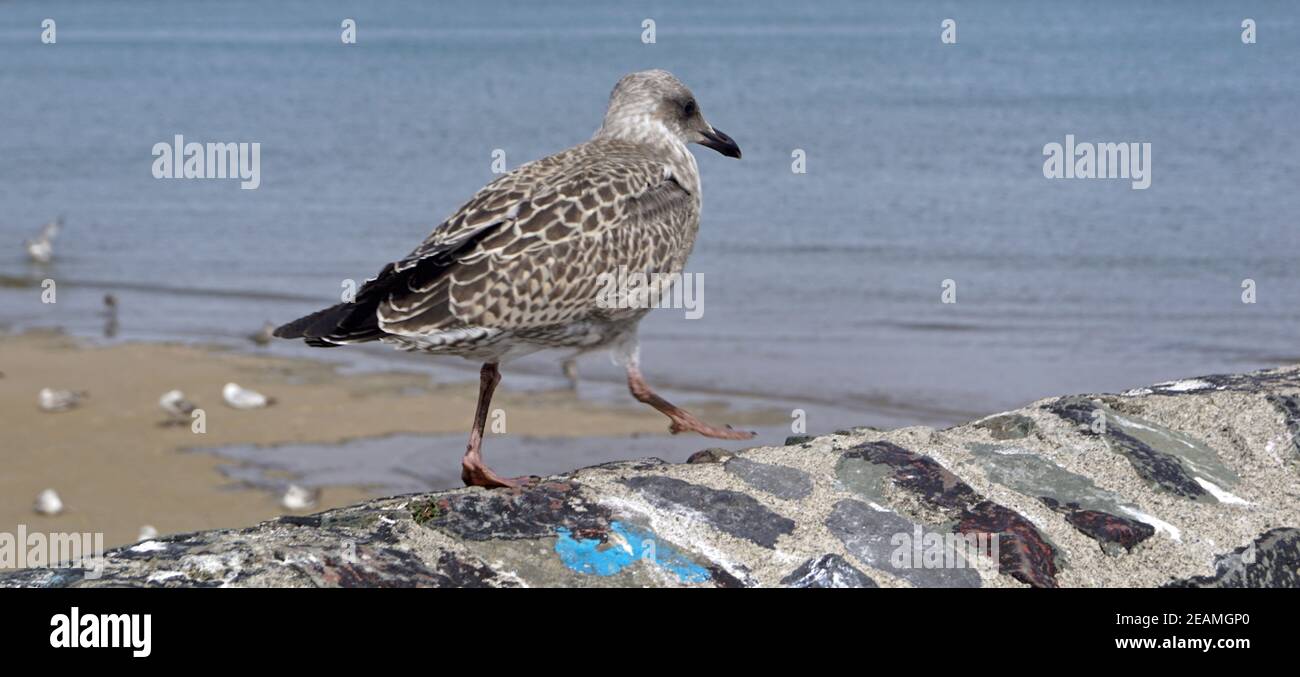 Uccelli marini al porto di Balbriggan Foto Stock