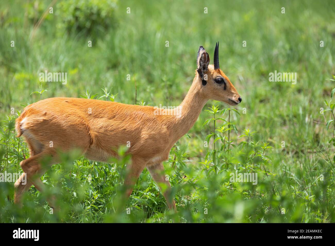 Carino Oribi antilope Etiopia, Africa fauna selvatica Foto Stock