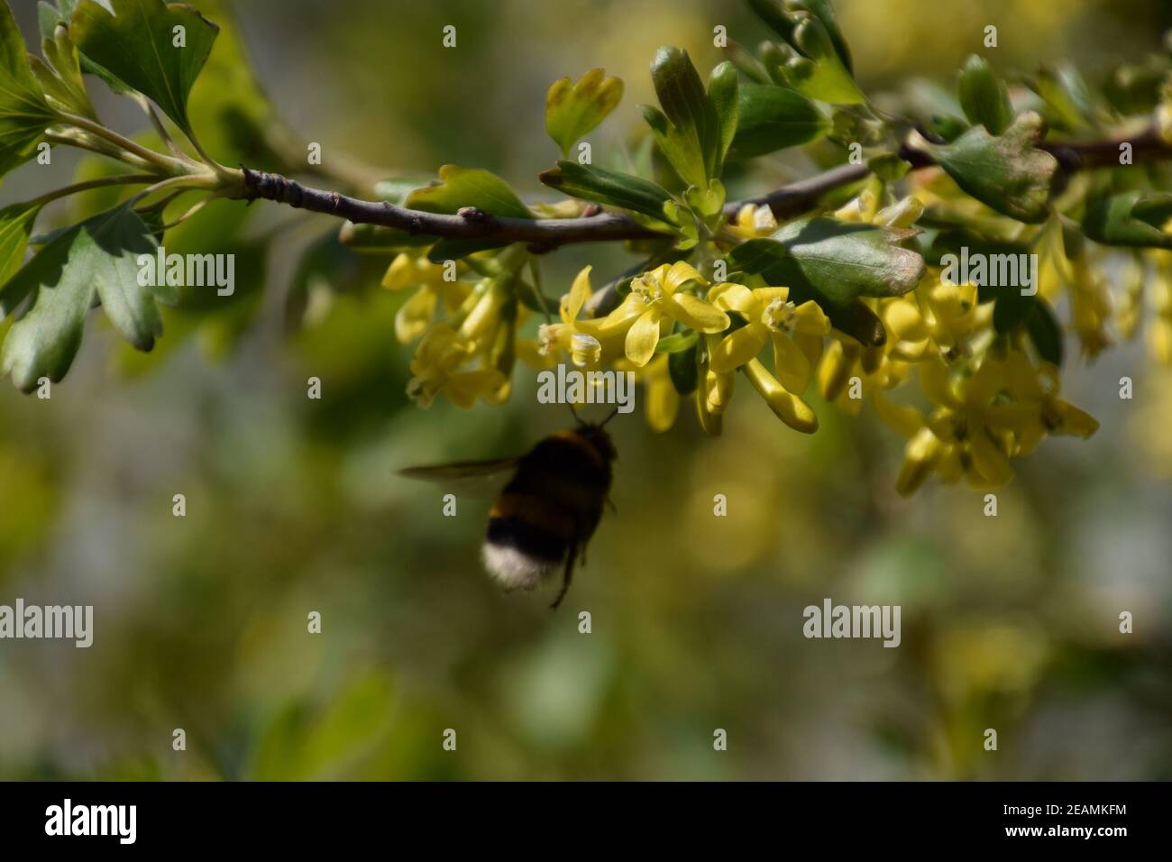 Bumblebee sui fiori di ribes dorato Foto Stock