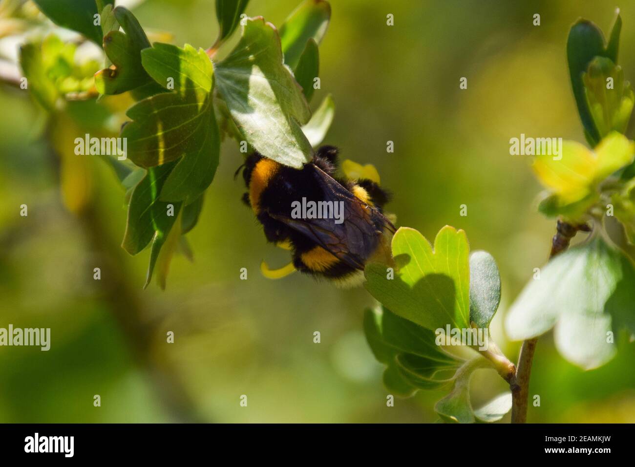 Bumblebee sui fiori di ribes dorato Foto Stock
