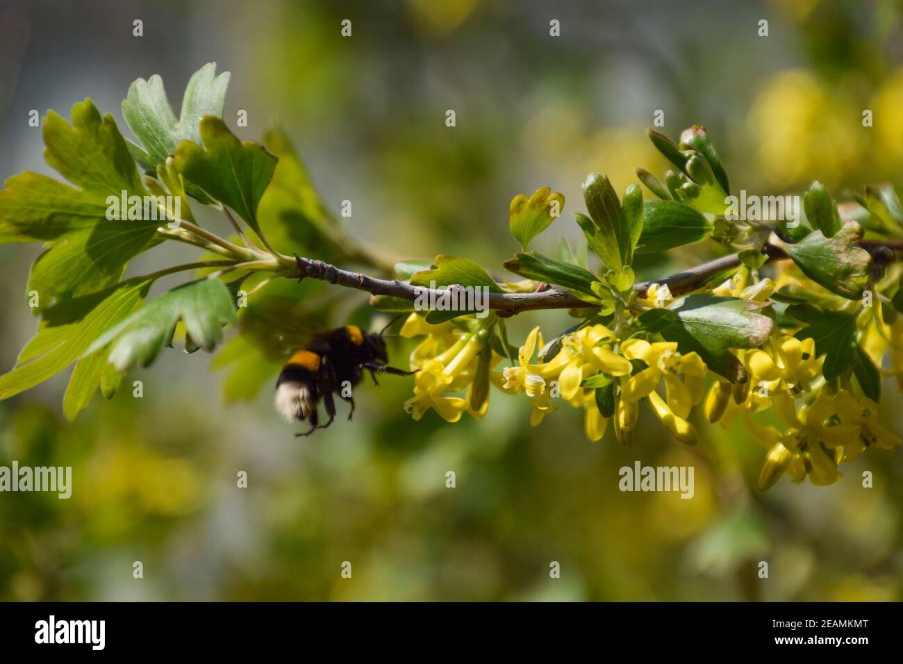 Bumblebee sui fiori di ribes dorato Foto Stock