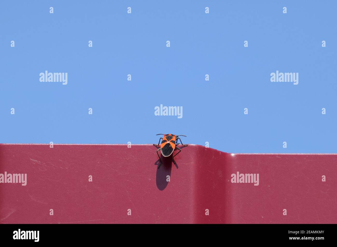 Little Red bug si arrampica attraverso un recinto rosso Foto Stock