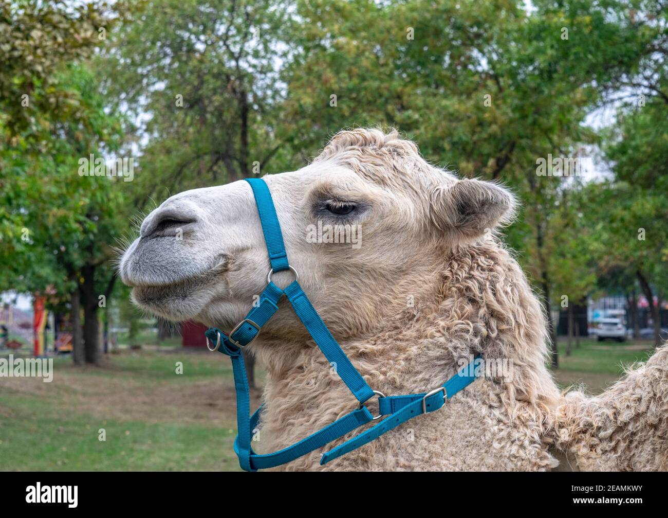 Un due humped camel nel parco della città. Camel passeggiate nel parco Foto Stock