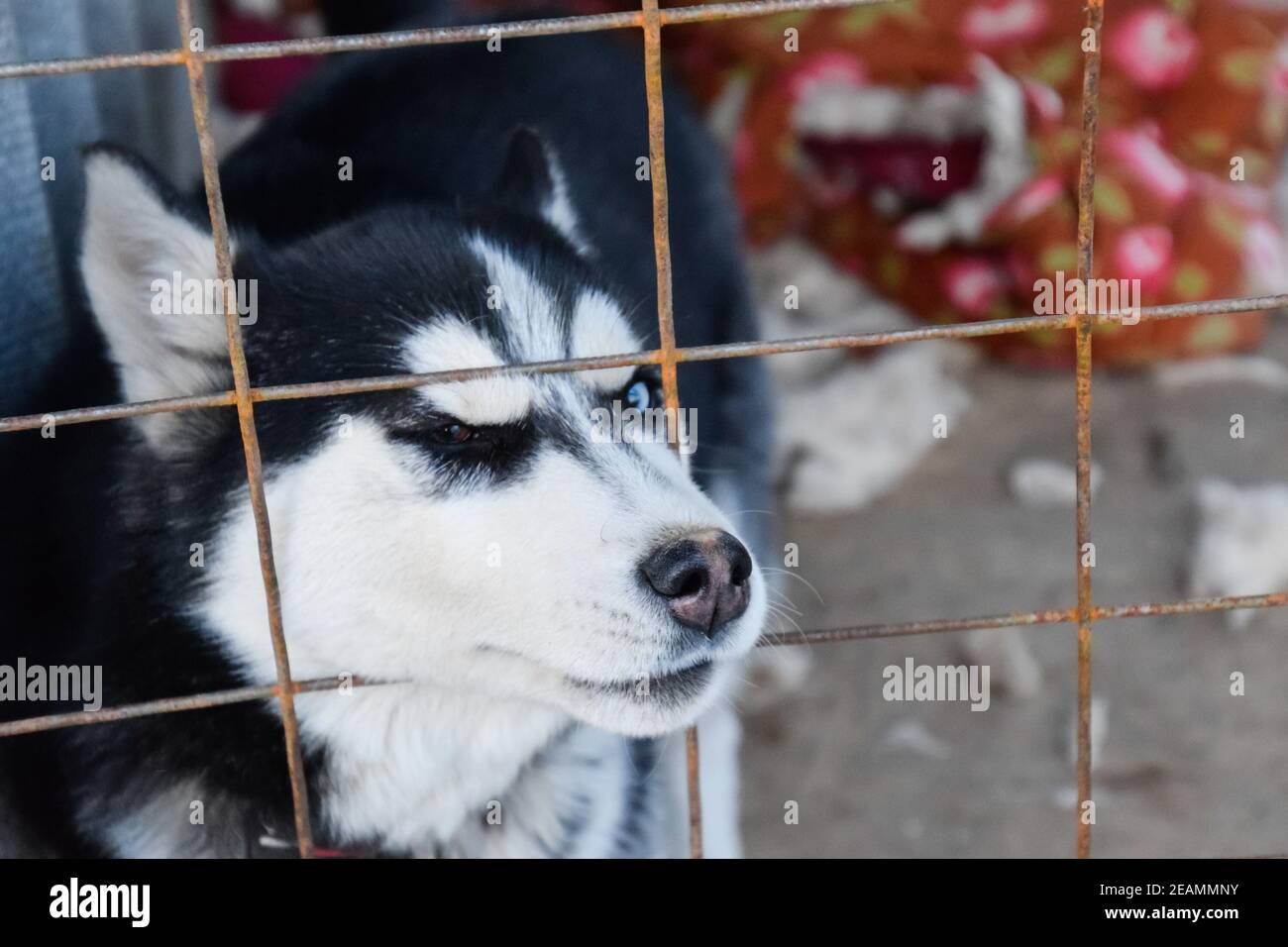 Husky cane con occhi diversi. In bianco e nero husky. Marrone e gli occhi blu Foto Stock