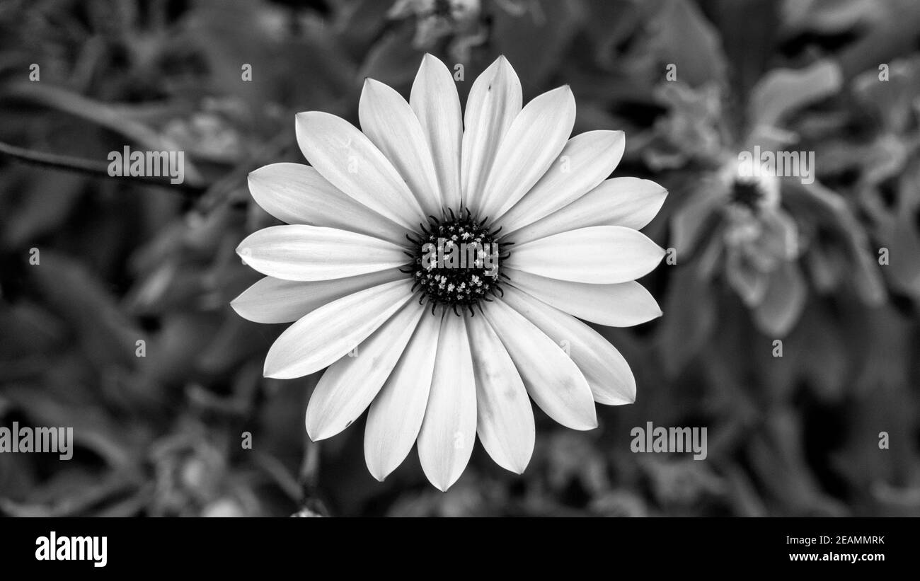 Macro cinematografica di un fiore Foto Stock