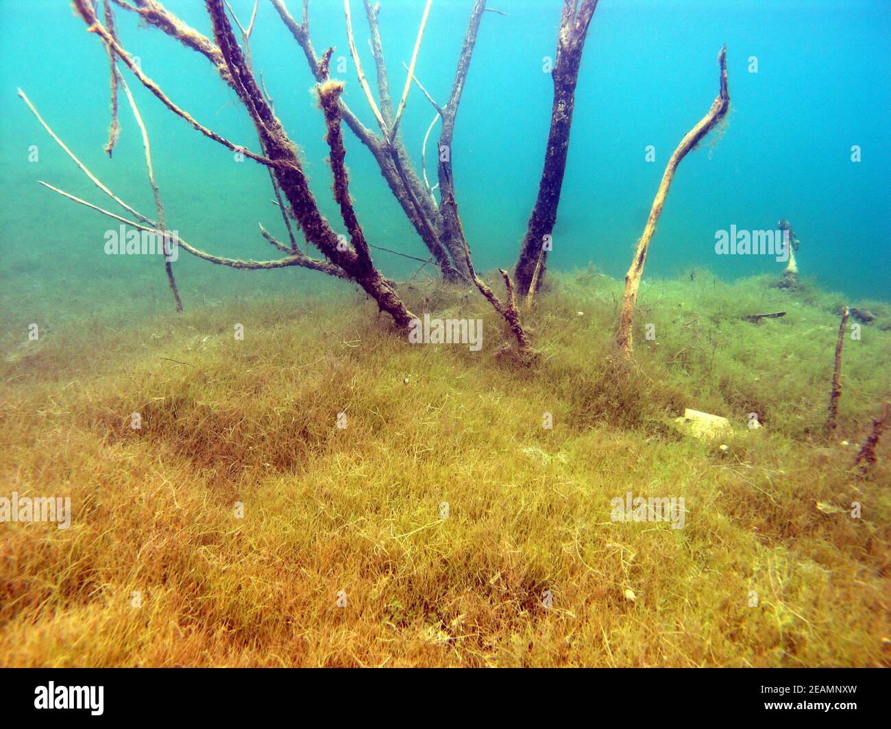 Paesaggio subacqueo nel lago di Kulkwitz Foto Stock