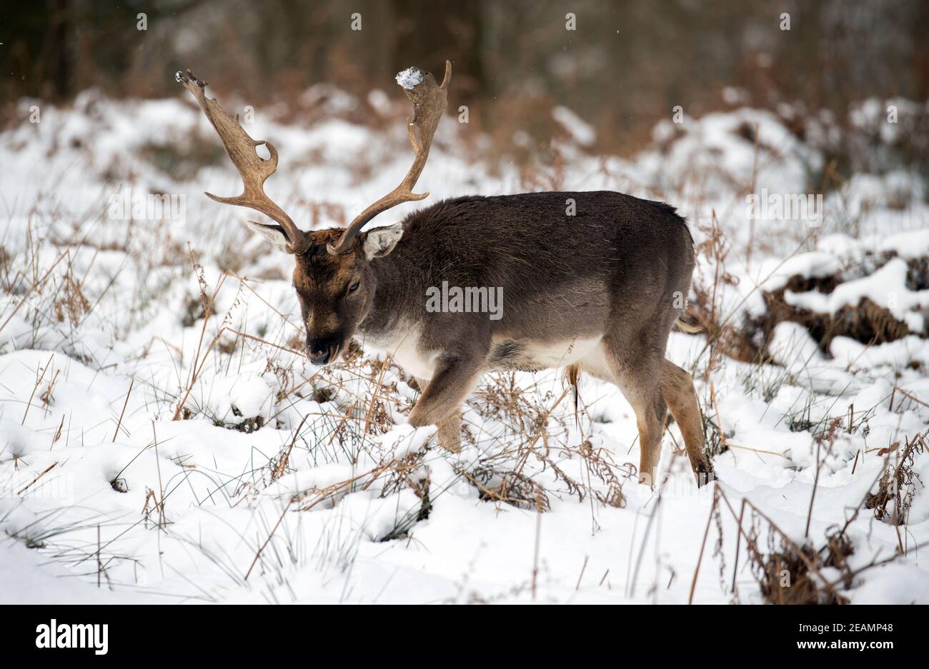 Un cervo si fa strada attraverso la neve a Knole Park, vicino a Sevenoaks in Kent, mentre il freddo scatto continua a afferrare gran parte della nazione. Data immagine: Mercoledì 10 febbraio 2021. Foto Stock