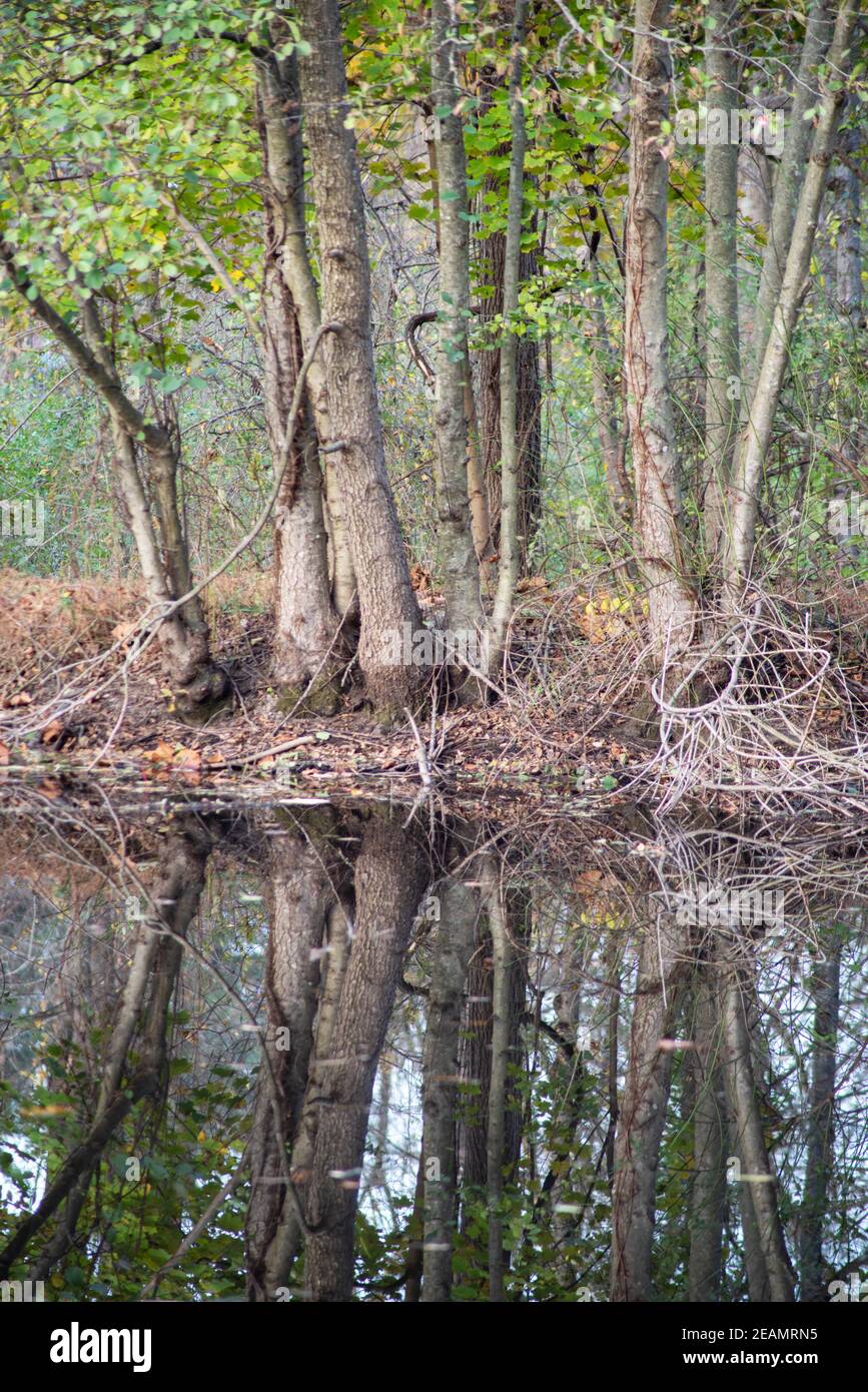 Tronchi di albero riflesso in stagno tranquillo. Foto Stock