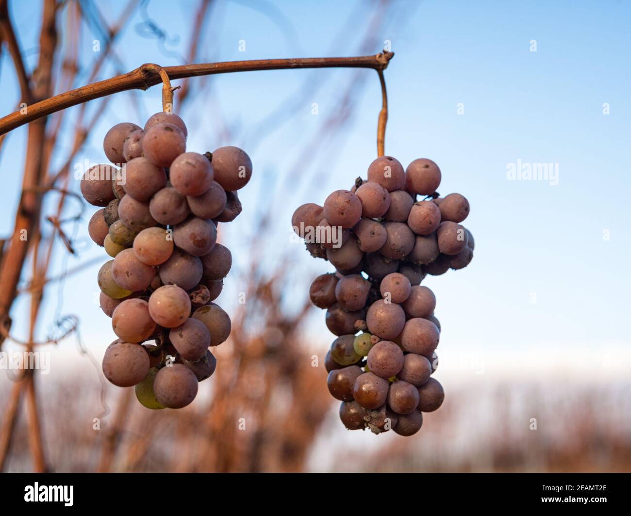 Uve secche in inverno in un vigneto in Burgenland Foto Stock