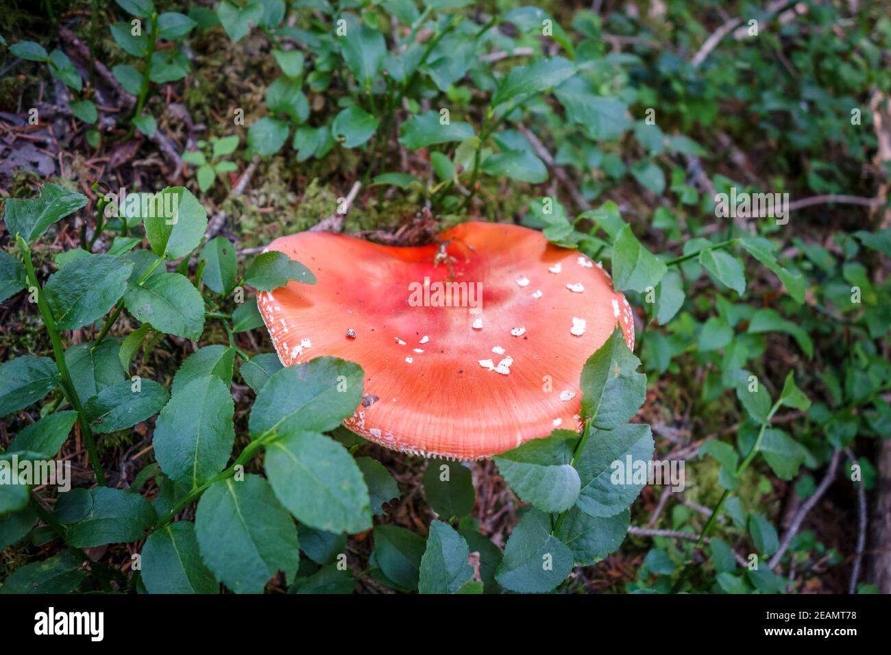 Amanita muscaria. fly agaric toadstool Foto Stock