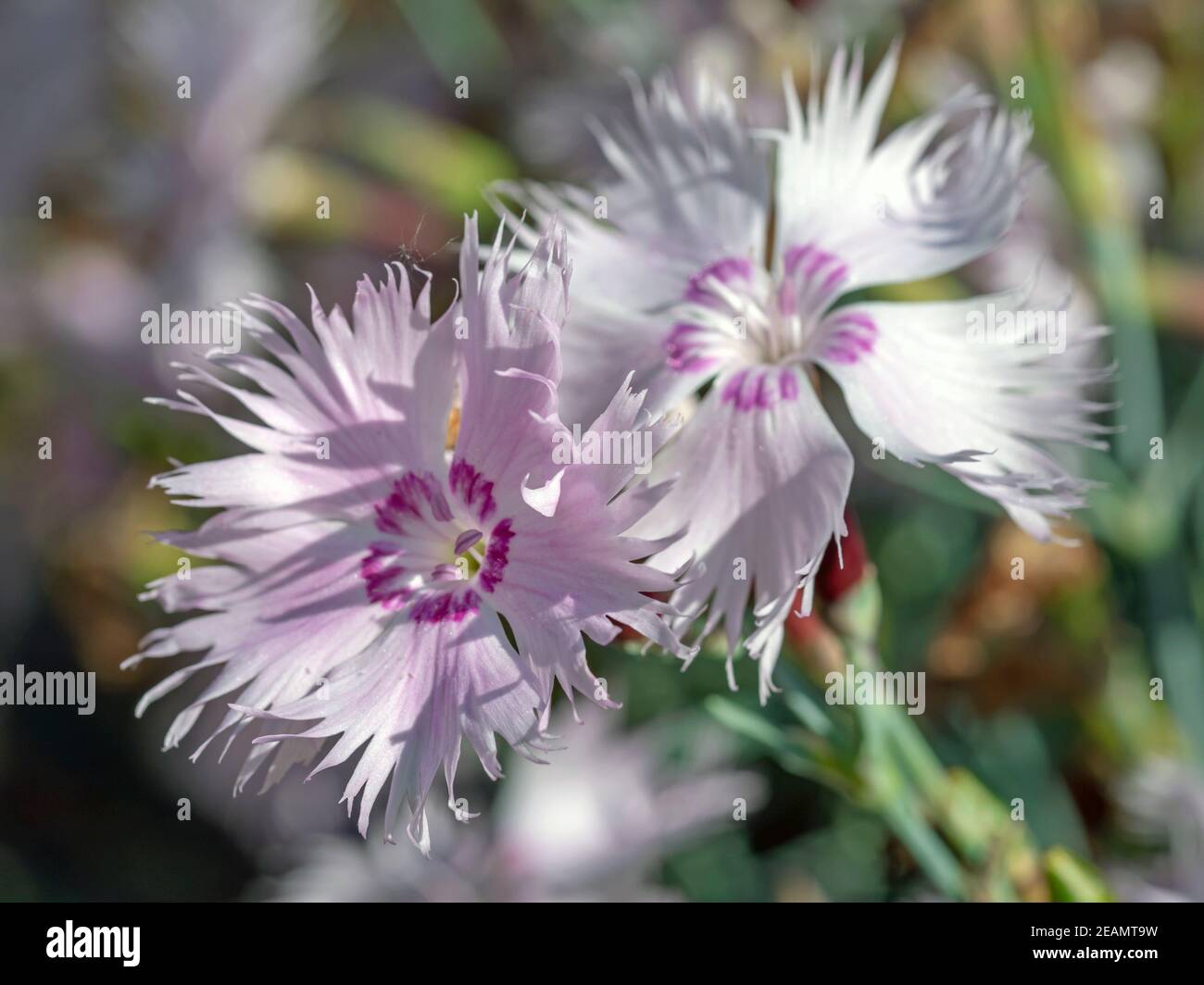 Due fiori di Dianthus piume in un giardino Foto Stock