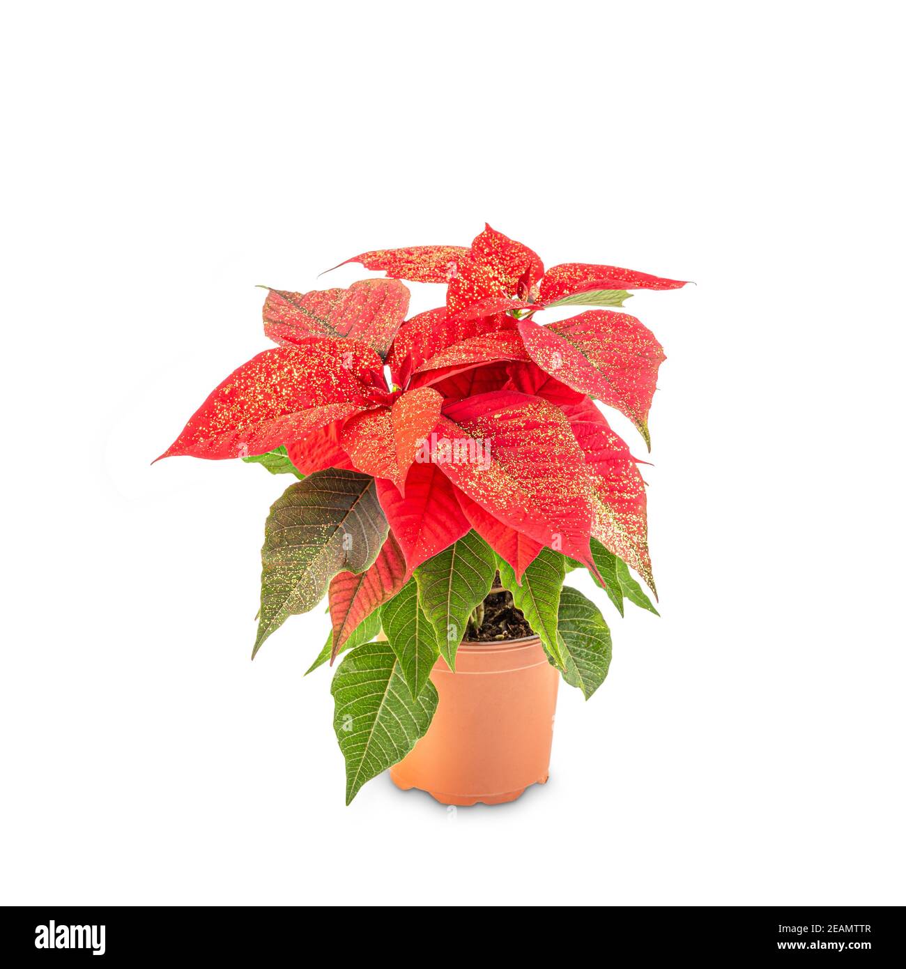 Rosso decorativo pianta di Natale Foto Stock